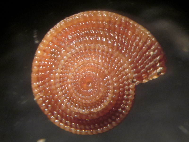 Pseudotorinia architae ?